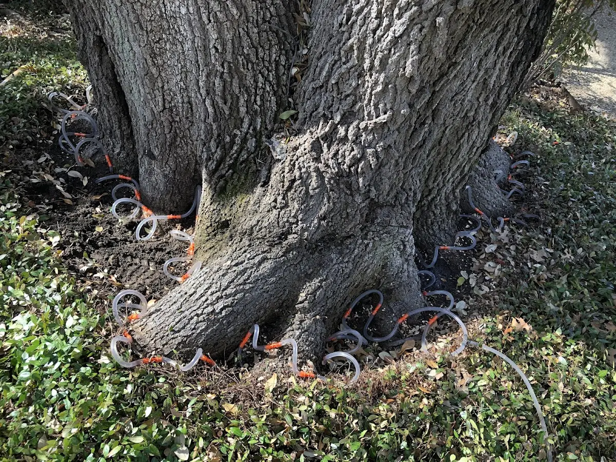Detailed Tree Cabling and Bracing job site in East Helena