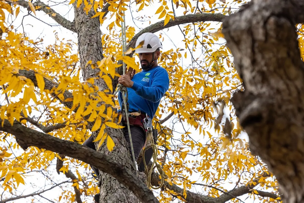 Skilled Tree Planing crew working in East Helena