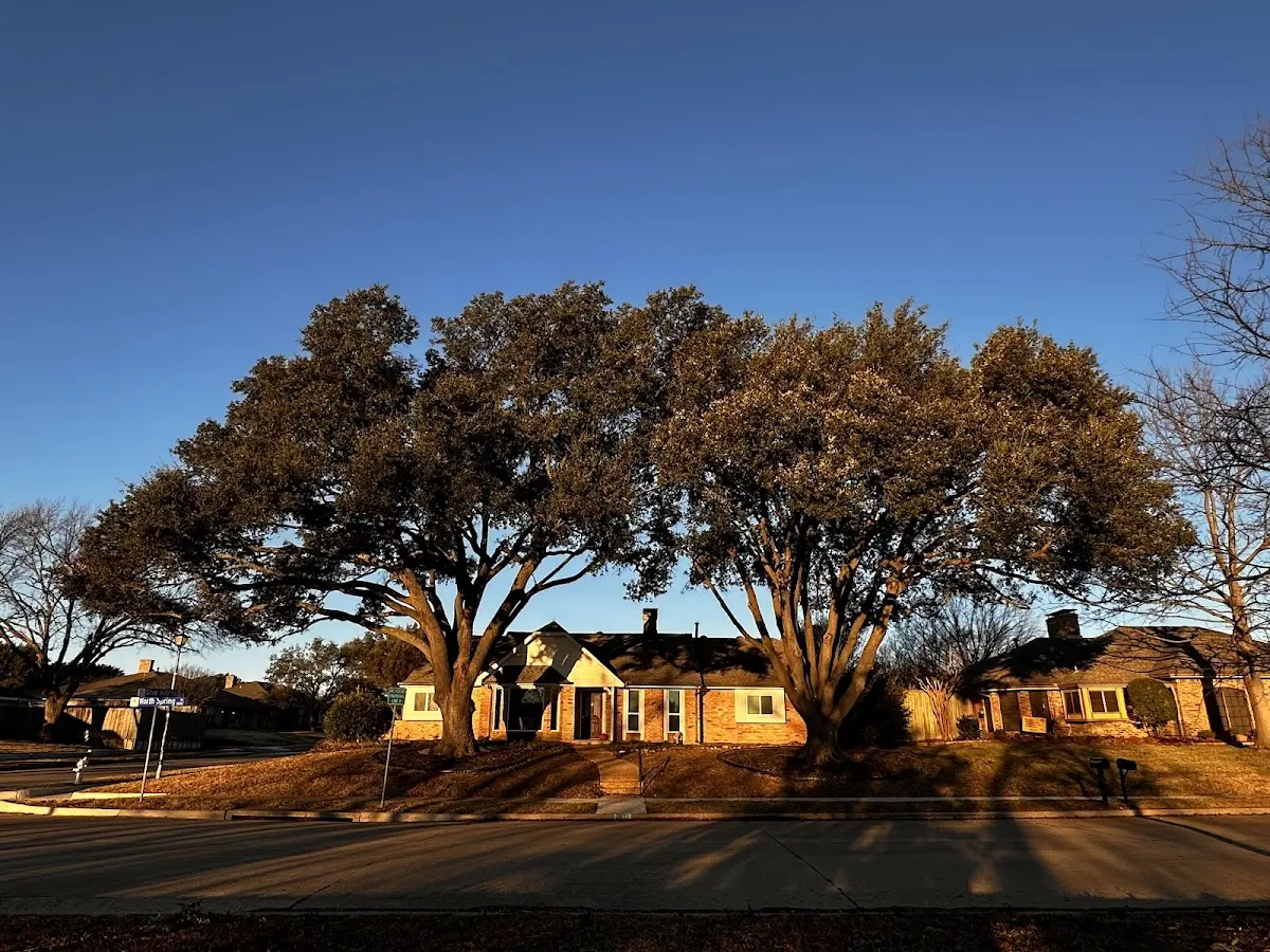 Established residential canopy tree shading a home in East Helena